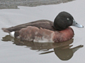 Baer's Pochard